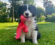 Border Collie szczeniak