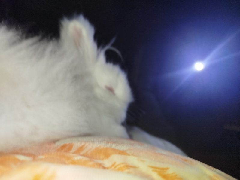 Miniatury króliczków angora i karzełek Teddy