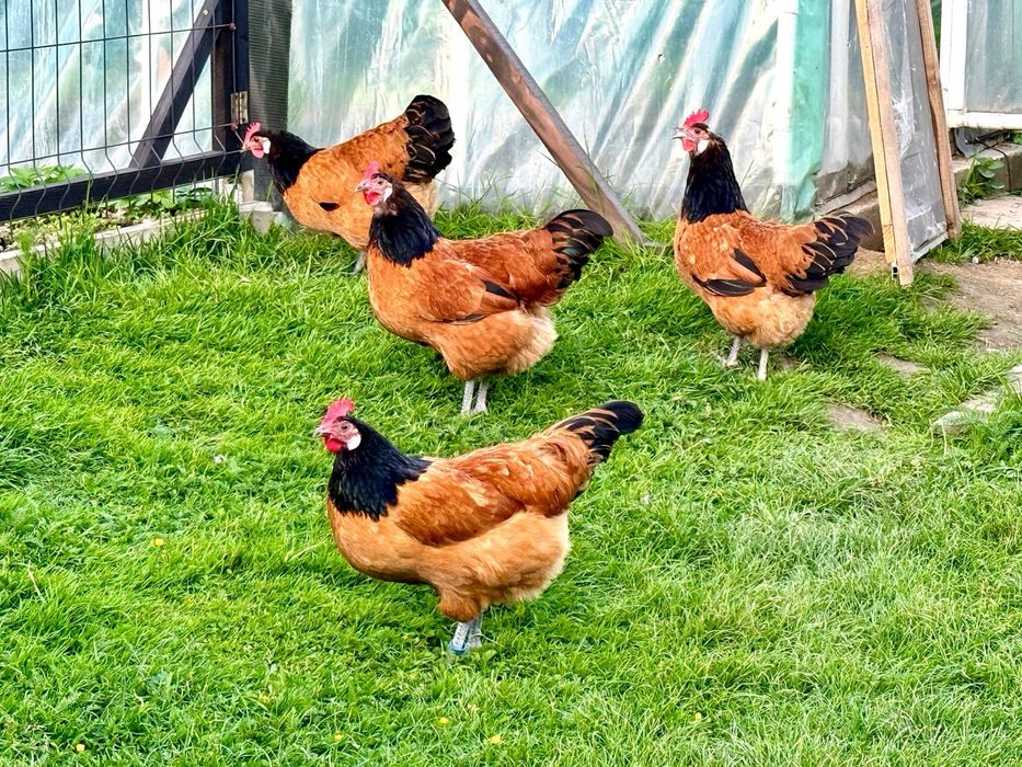 Vorwerk Forverk jaja lęgowe