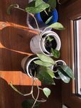 Sadzonka hoja hoya carnosa