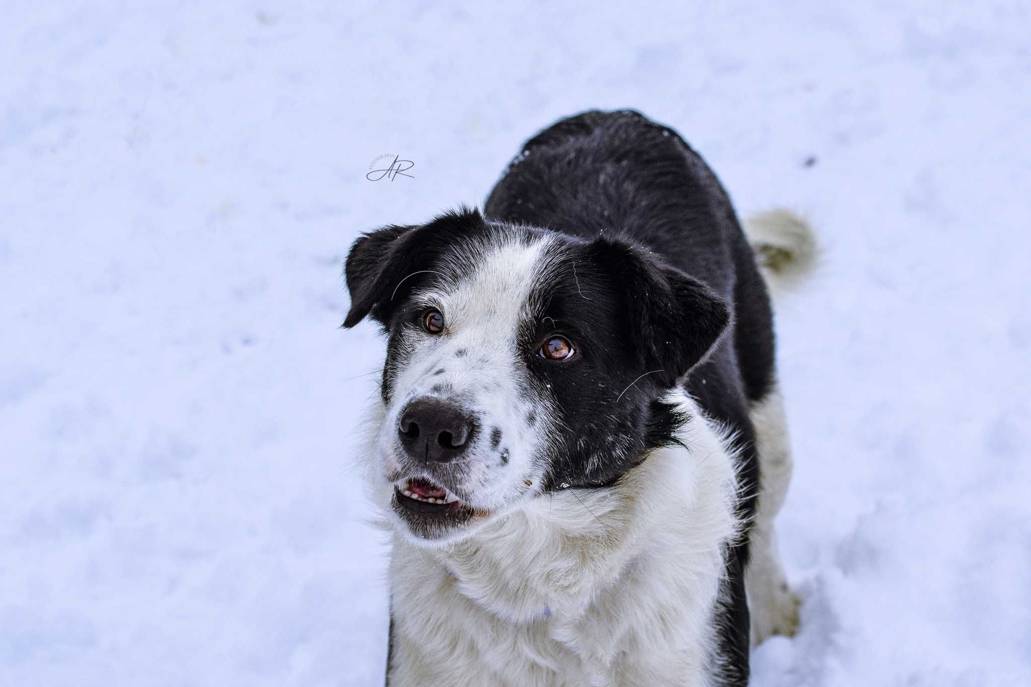 Czy los się wreszcie do niego uśmiechnie? Adoptuj Monte!