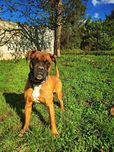 Diego - super pies w typie boksera do adopcji