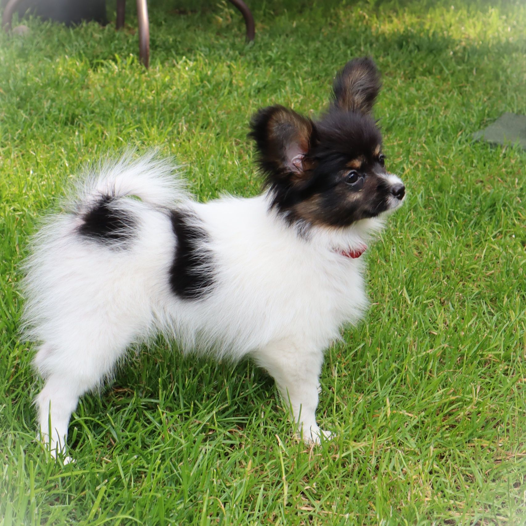 Papillon ZKWP/FCI- Suka- urodzona 13.03.2025r.