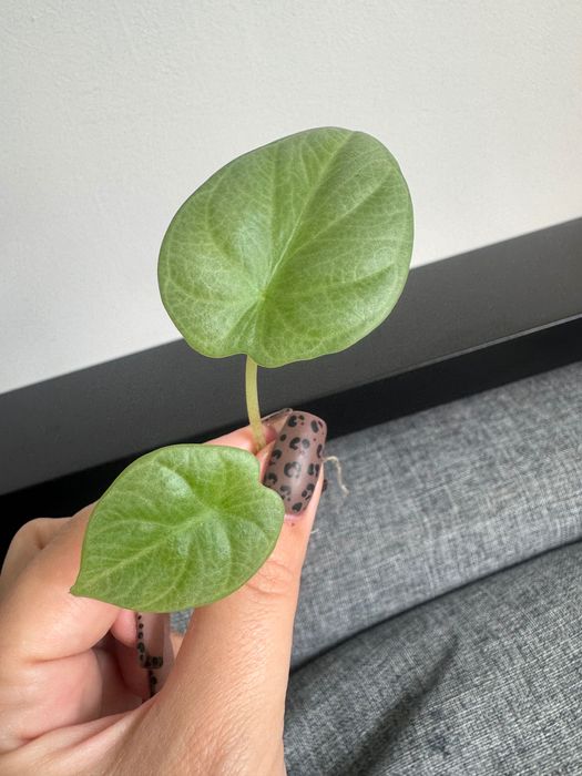 Alocasia Alokazja silver Dragon 2 sadzonki matecznik Variegata