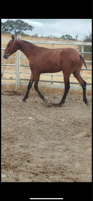 Troco poldros por cavalo ou egua