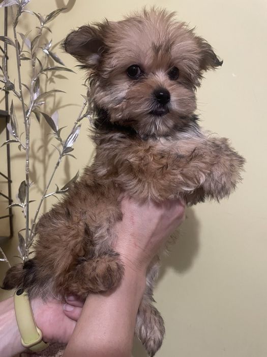 Йоркширский терьер щенки