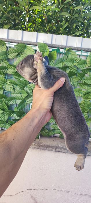 Bulldog francês fêmea blue tan