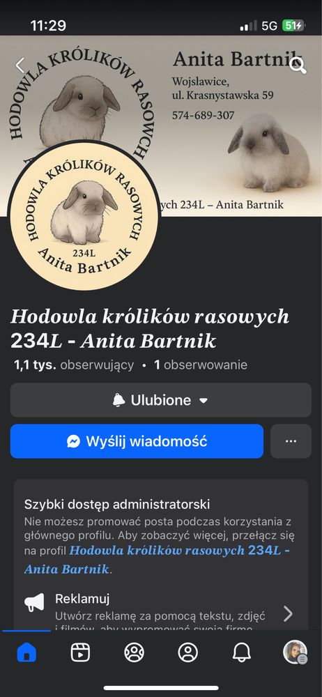 Karzełek Niderlandzki, Teddy, Mini Lop, Baranki Królik Króliki