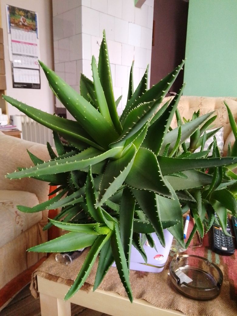 Aloes roślina doniczkowa 80zl