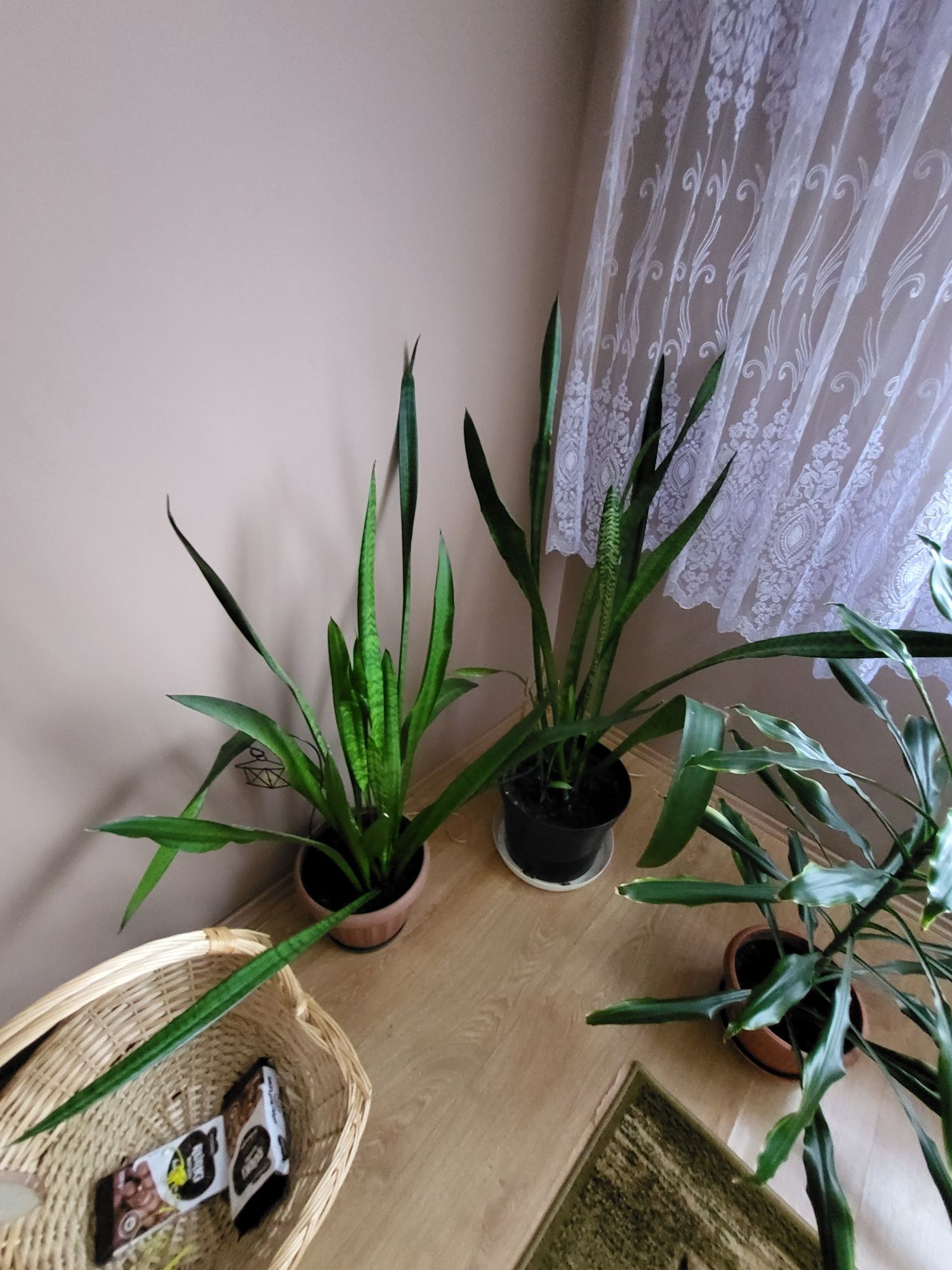 Sprzedam monstera dracena  Palma Szaflara aloes