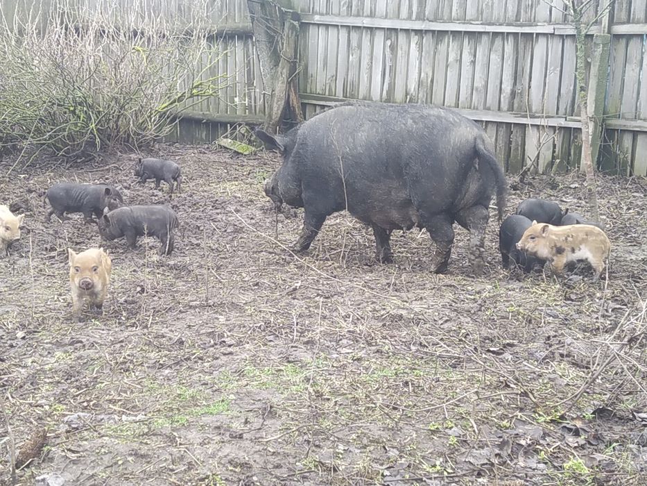 Поросята  породи королівський кармал