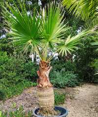 Palmeiras de leque de tronco fino Washingtonia robusta