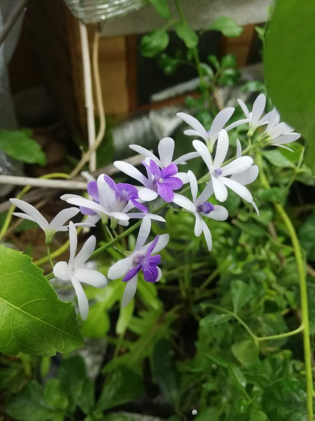 Зріз живців!!!Кімнатна рослина Петрея ( Petrea)