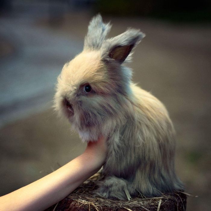 Karzełek teddy mini lop karzełek baranek dowóz z kierowcą