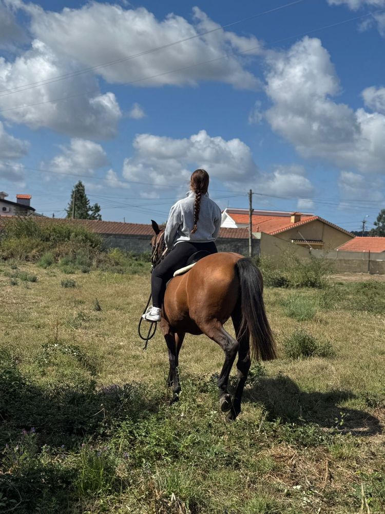 Égua Cruzada Lusitana
