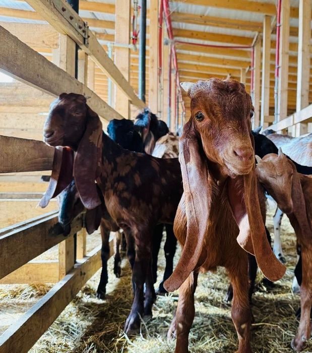 КАМОРІ 50% та 75%