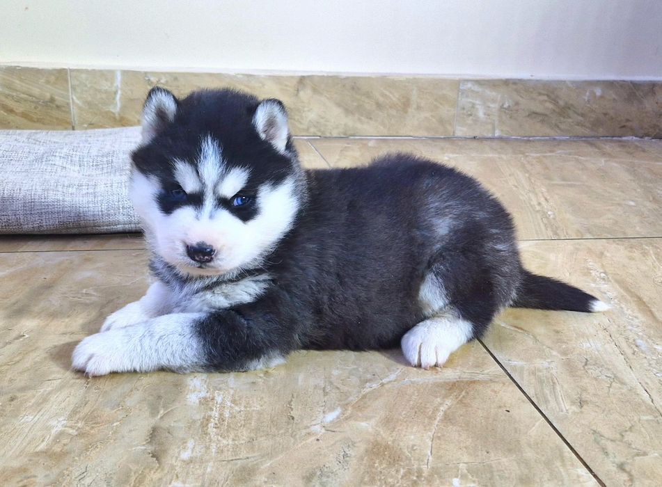 Niebieskooki szczeniak Siberian Husky międzynarodowy rodowod FCI ZKwP