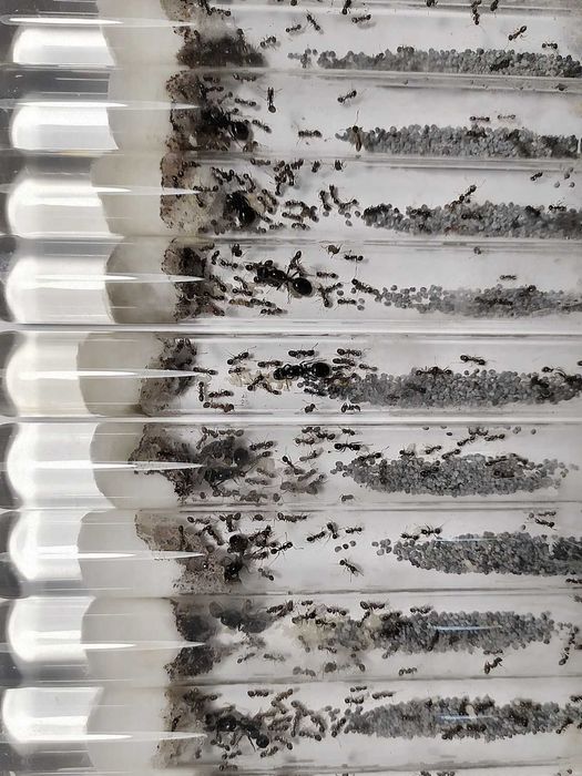 ВЕЛИКІ колонії 60+ робітників, Жнеці, Messor Structor, Мурахи