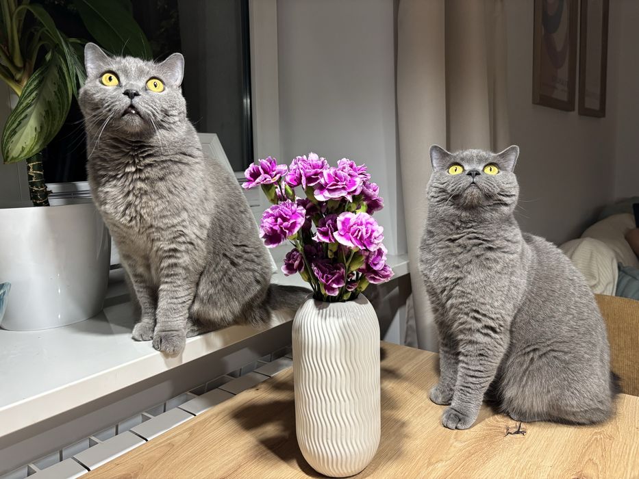 Indywidualna opieka nad psem lub kotem