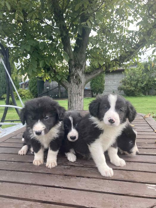 Pieski Border Collie
