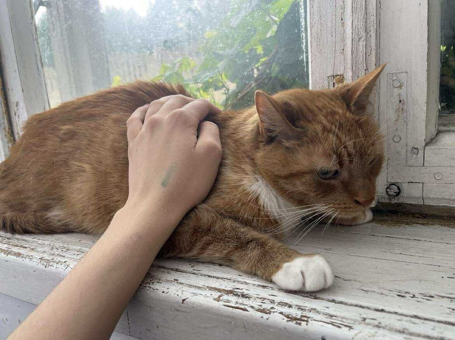 Dorosły kot szuka domu