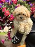 Maltipoo pudel toy szczeniak do odbioru!!