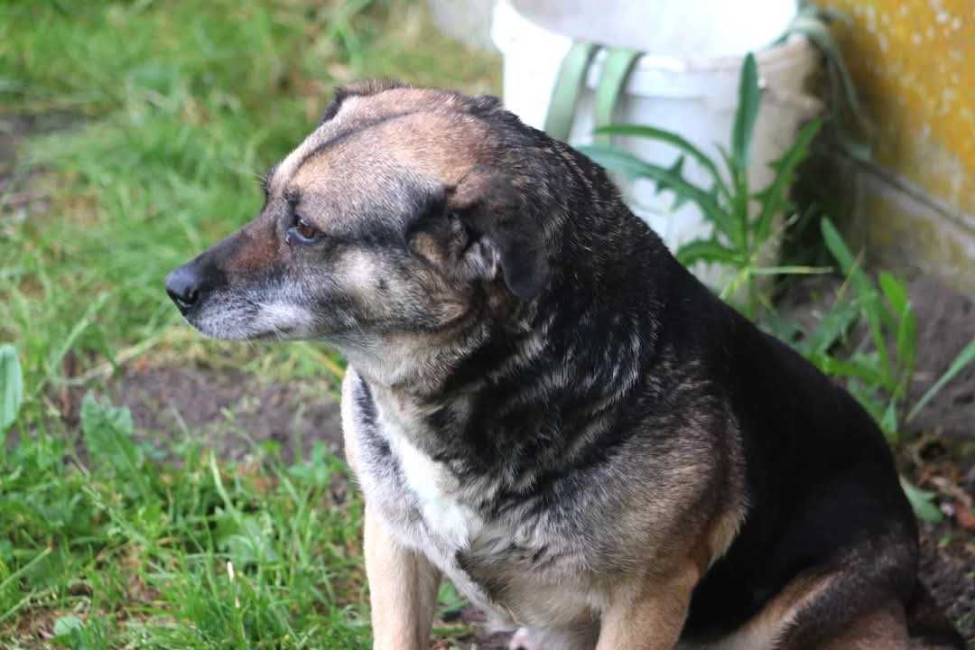Pokochaj uroczą seniorka SZAMĘ. Szuka domu