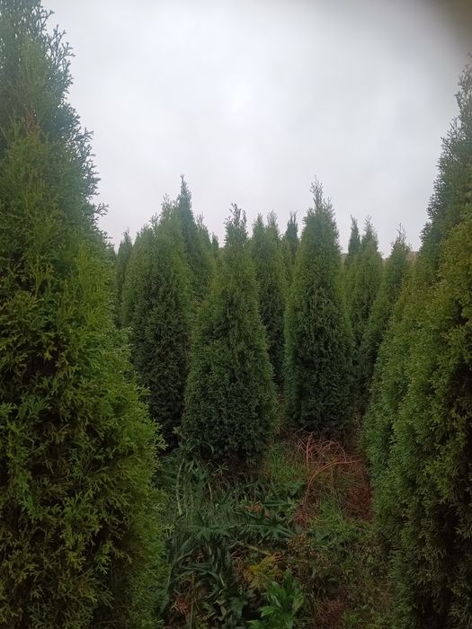 Tuja szmaragd 150/170cm - 18zł