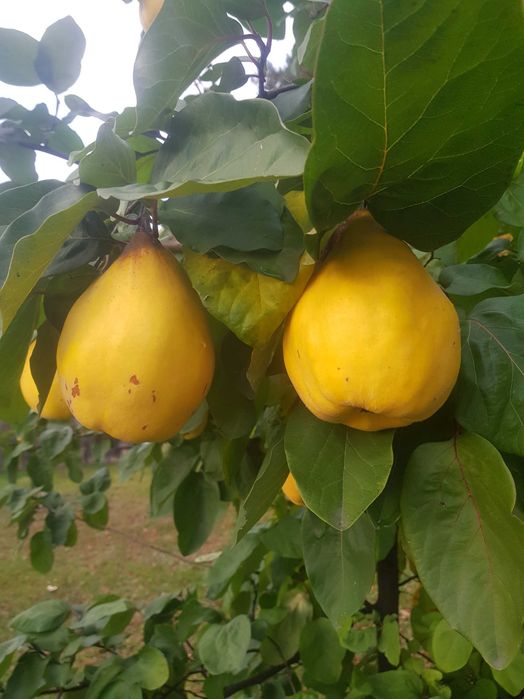 Pigwa- owoce sprzedam