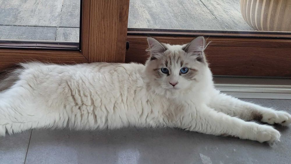 Kociak BOCOLOR syberyjski, Neva Masquerade z rod. FPL opcja. SHOW