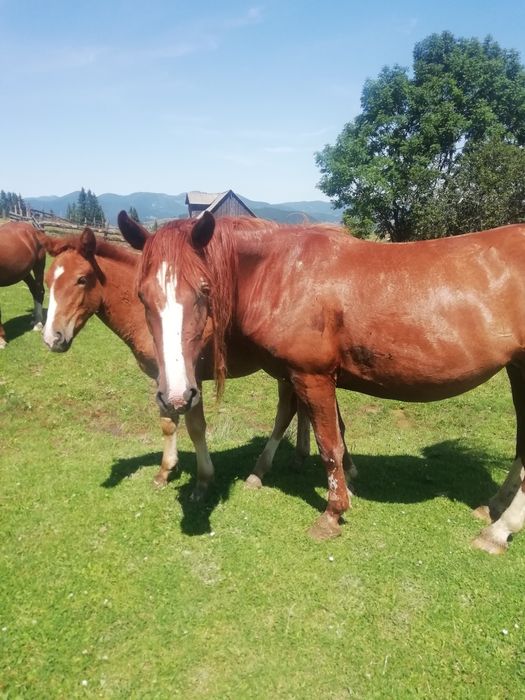 Продам кобилу з лошам