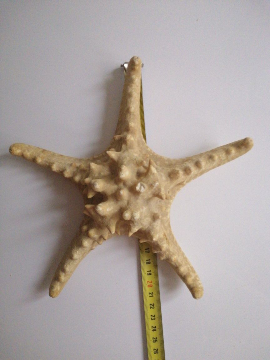 Ракушка Морская звезда  22 см Декор