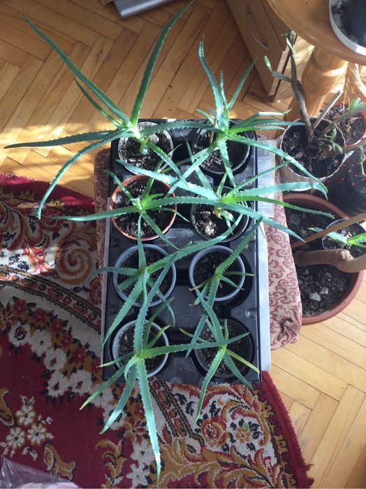 Kwiat aloesu za 7 zł.