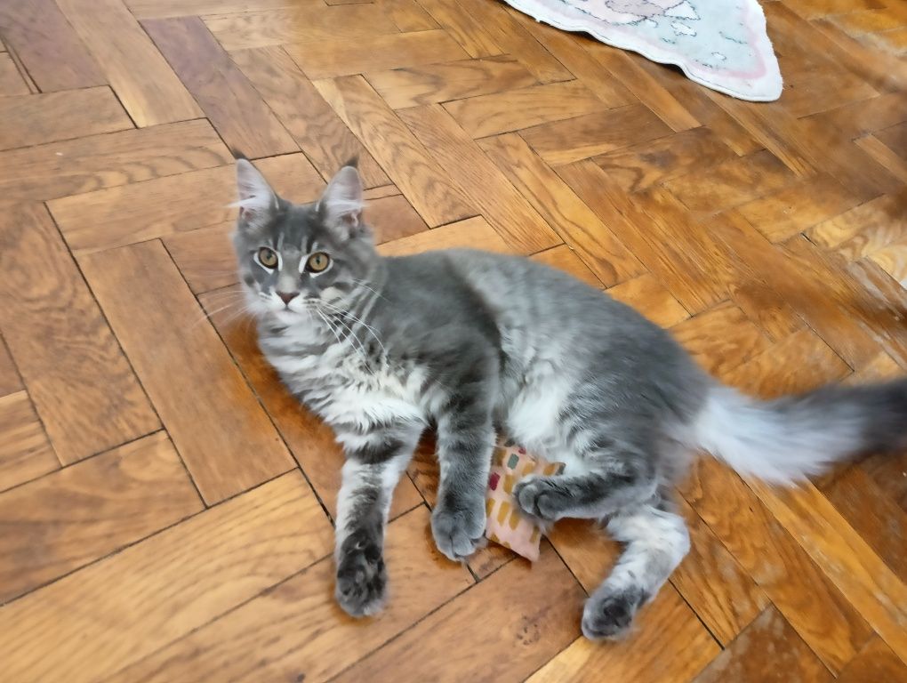 Maine coon MASYWNA kotka niebieska pręgowana do hodowli FPL