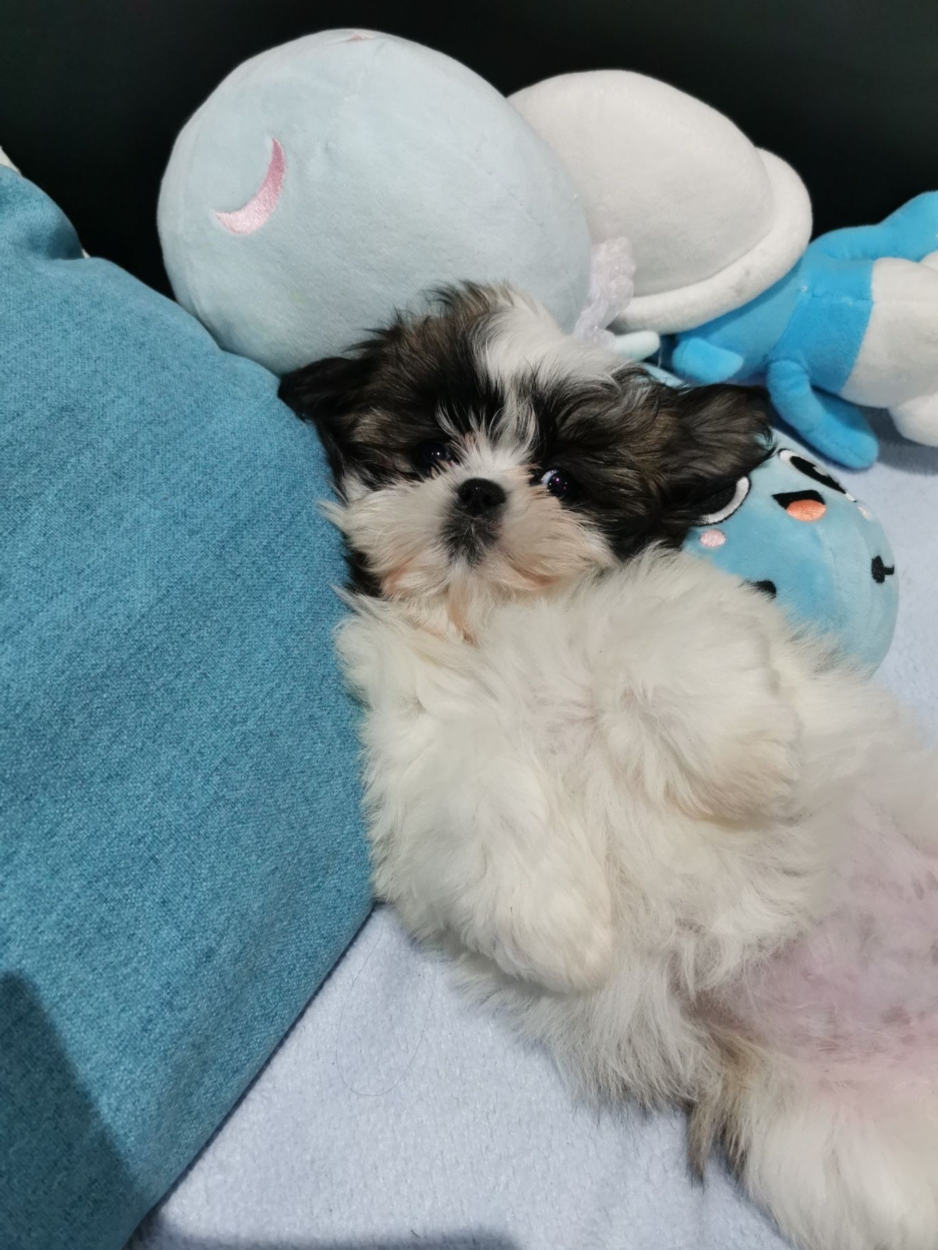 Shih tzu z domowej hodowli