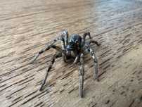 Lycosa singoriensis Tarantula ukraińska 1-1.5 dc ( nie ptasznik )