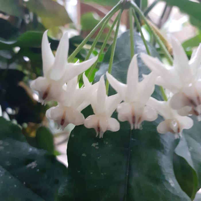 Hoya lockii sadzonka cięta , posiada 6 węzłów   Rezerwacja Agatasp