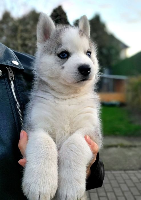Sunia Ice Queen niebieskooka szczenie Siberian Husky zkwp fci
