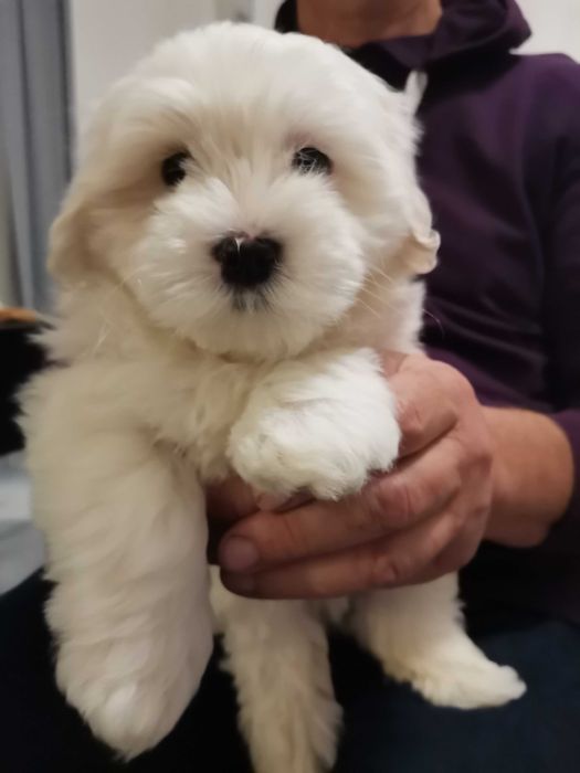 Śliczny piesek, maltańczyk