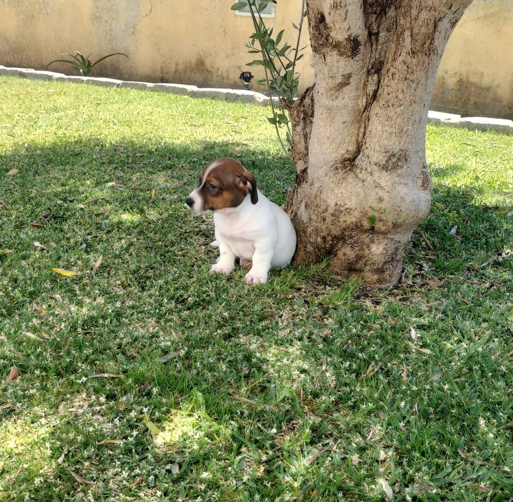 Macho Jack Russel Terrier