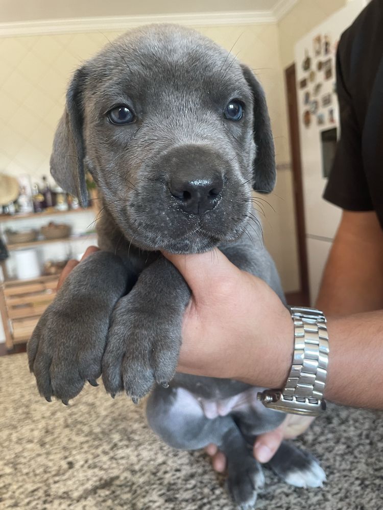 Cane Corso, ler anuncio