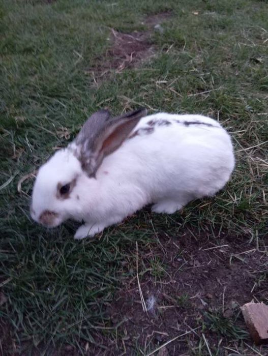 Sprzedam Młodą Samicę