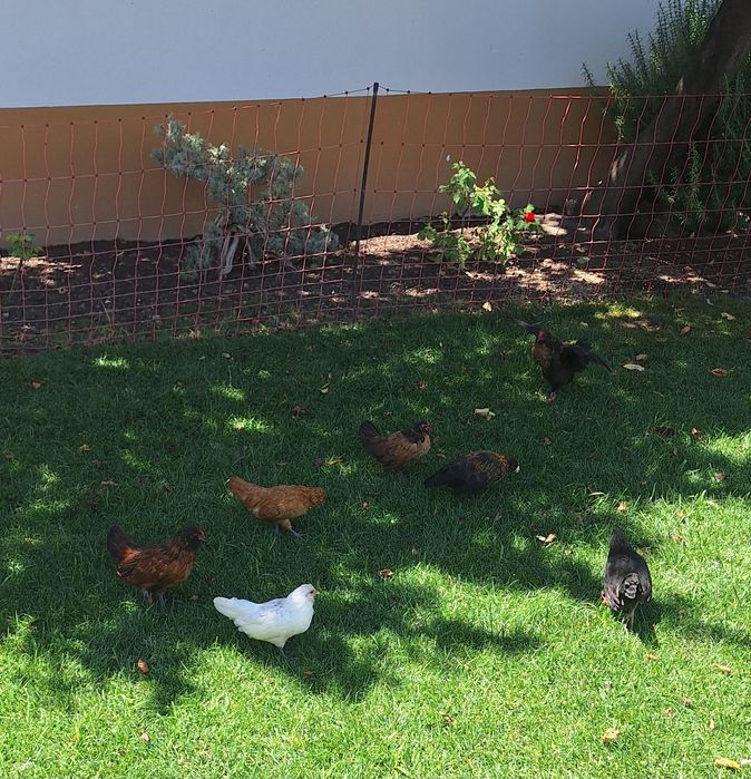 Mini galinhas  de estimação