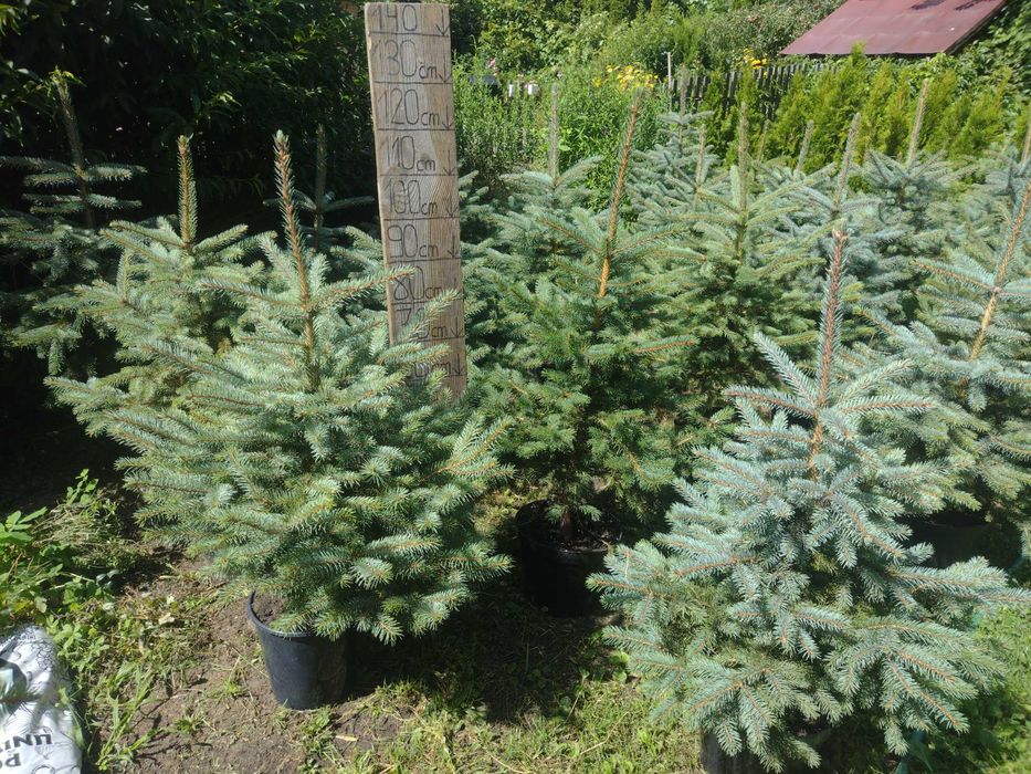 Świerk srebrny srebrzysty kłujący duży