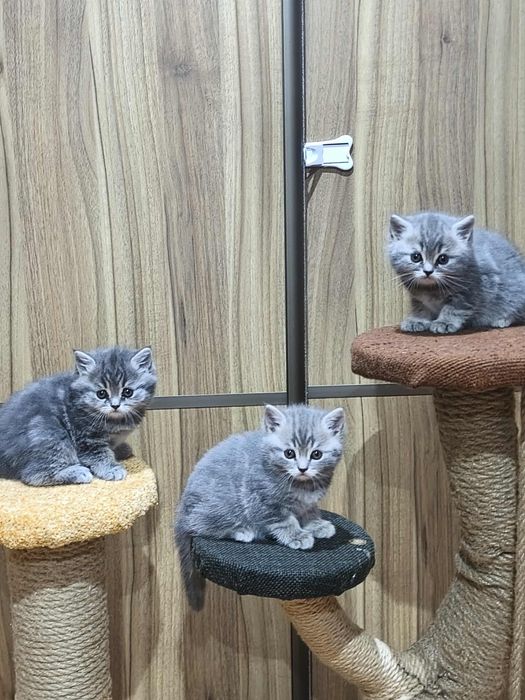 Кошенята Шотландська прямовуха
