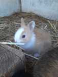 Coelhos Anao Netherland dwarf/mini holandês