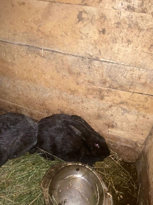 Кролиць  Полтавське Срібло