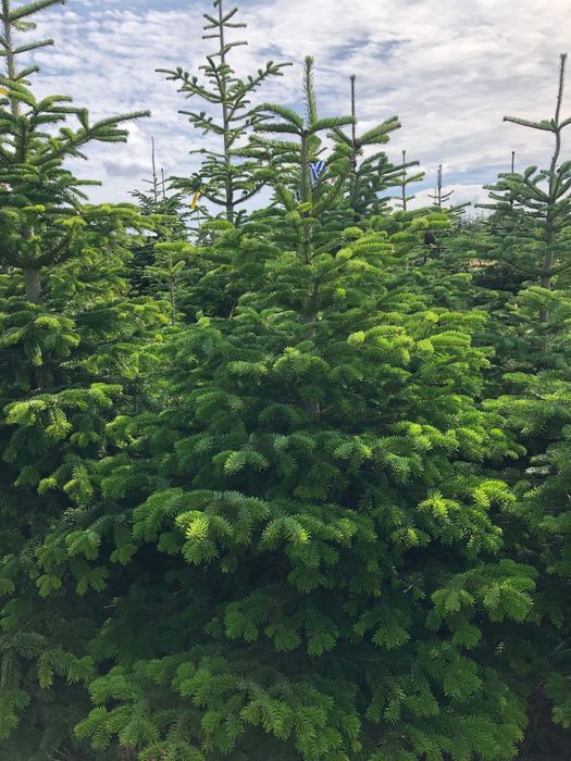 PLANTACJA Jodła kaukaska Choinki NOBILIS gałęzie Producent