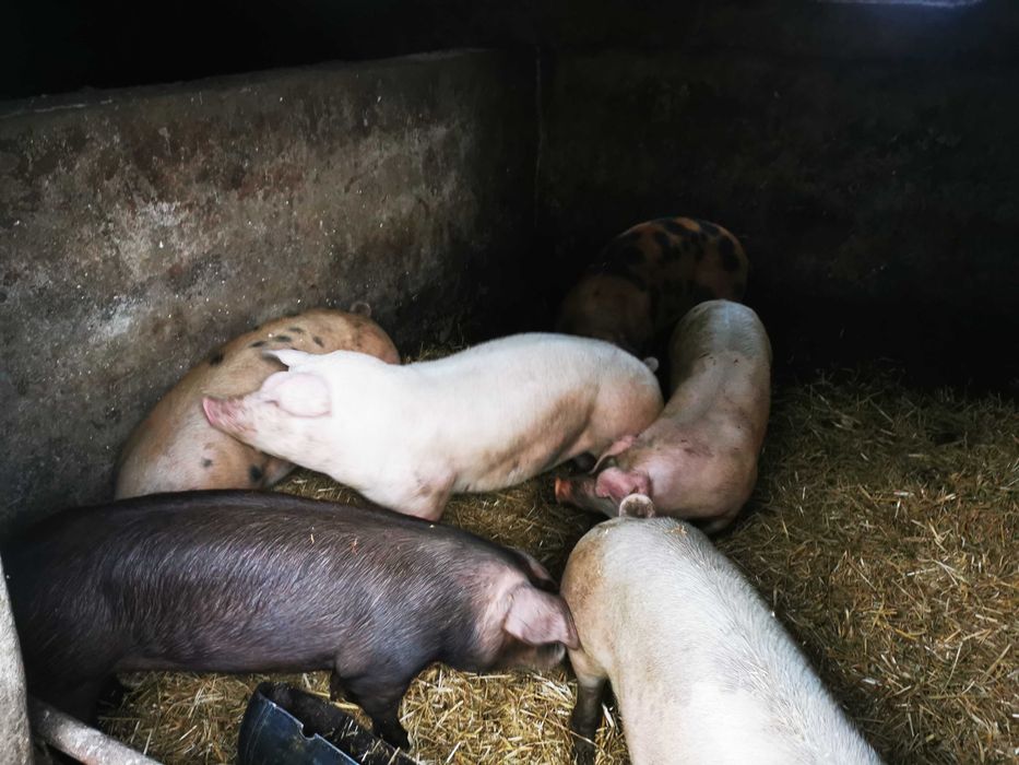 Tuczniki z domowego chowu