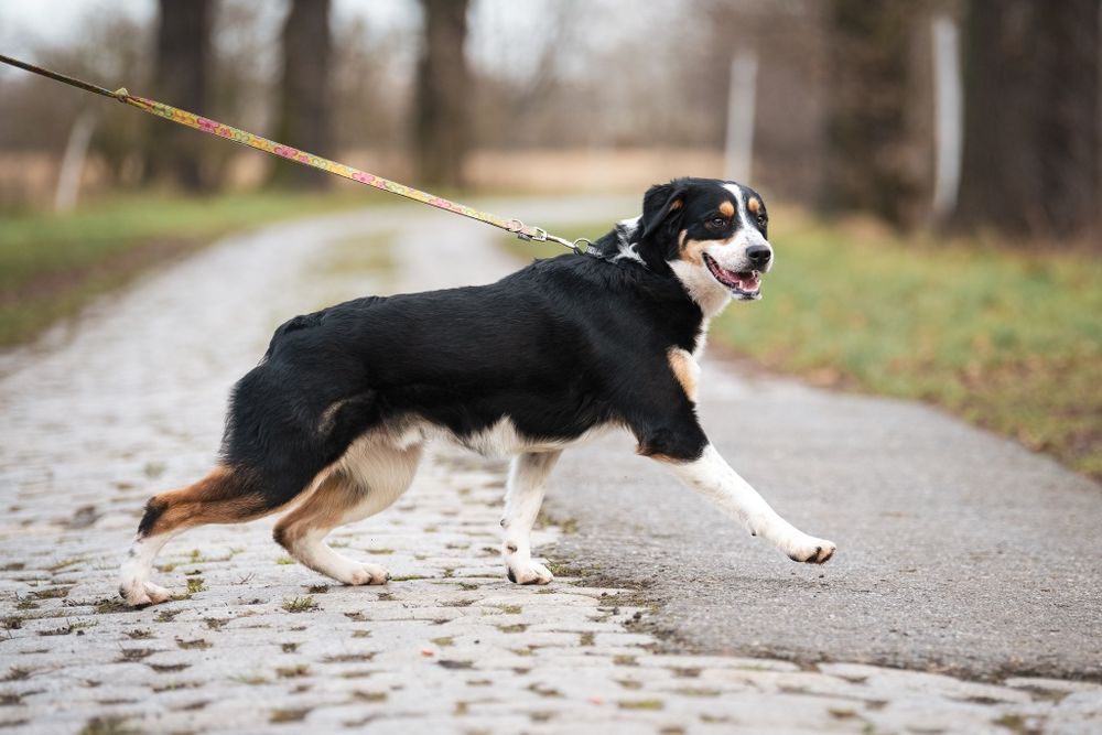 Pies Aro w typie owczarka australijskiego do adopcji!